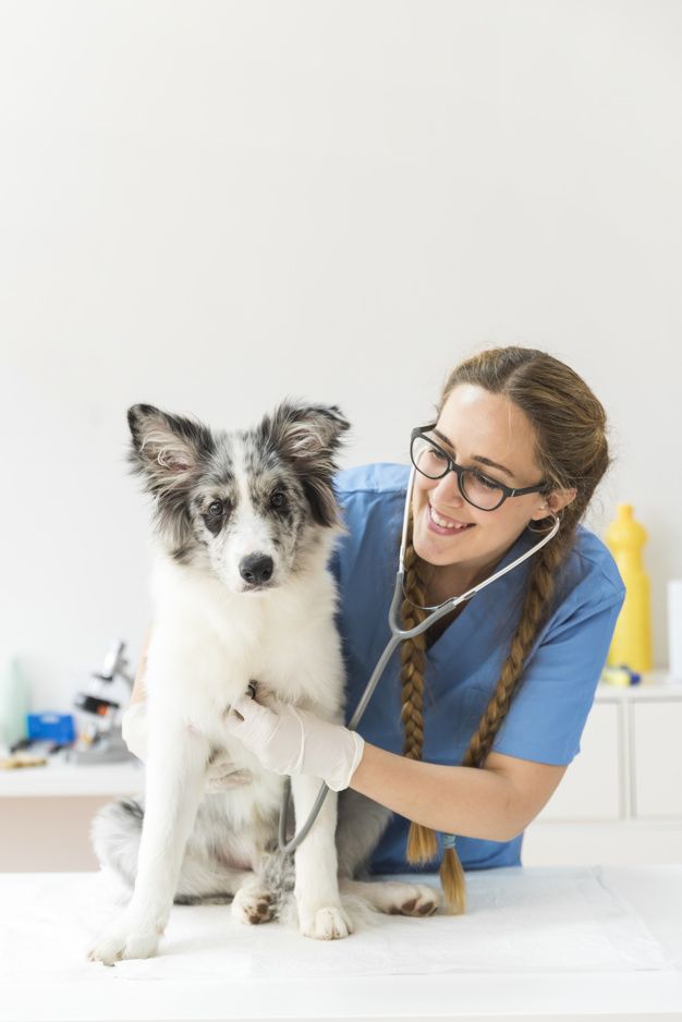Premium Photo _ Female veterinarian examining the dog with stethoscope on table in clinic